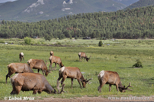 Jeleň americký (Cervus elaphus canadensis)