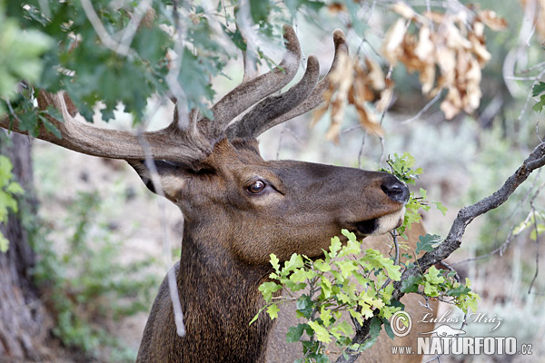 Jeleň americký (Cervus elaphus canadensis)