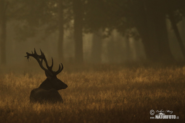 Jeleň hôrny obyčajný (Cervus elaphus)