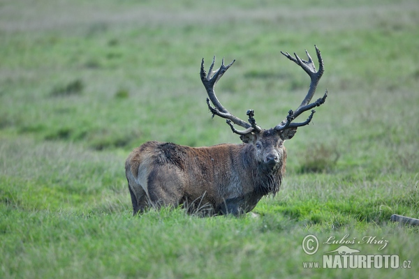 Jeleň hôrny obyčajný (Cervus elaphus)