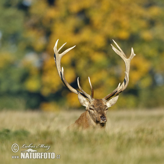 Jeleň hôrny obyčajný (Cervus elaphus)