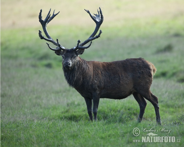 Jeleň hôrny obyčajný (Cervus elaphus)