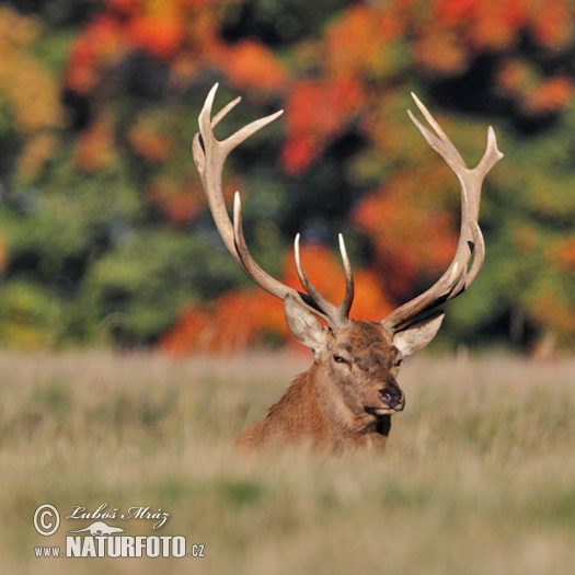 Jeleň hôrny obyčajný (Cervus elaphus)