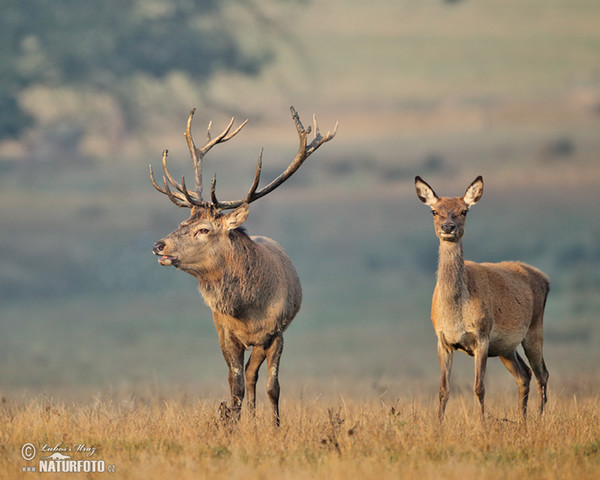 Jeleň hôrny obyčajný (Cervus elaphus)