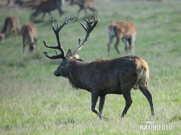 Jeleň hôrny obyčajný (Cervus elaphus)
