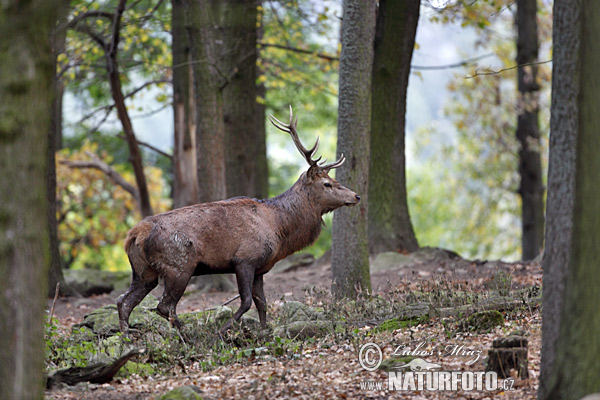 Jeleň hôrny obyčajný (Cervus elaphus)