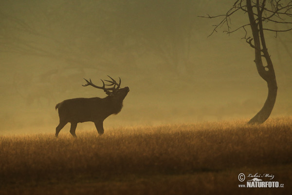 Jelen lesní (Cervus elaphus)