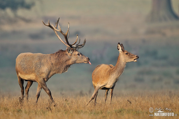 Jelen lesní (Cervus elaphus)