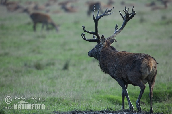 Jelen lesní (Cervus elaphus)