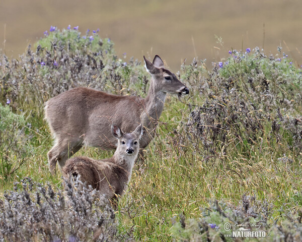 Jelenec andský (Odocoileus virginianus peruvianus)