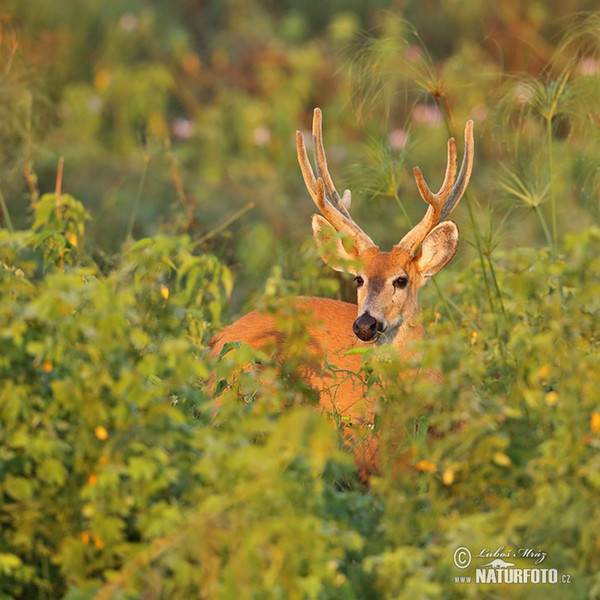 Jelenec bahenní (Blastocerus dichotomus)