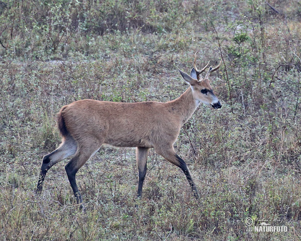 Jelenec bahenní (Blastocerus dichotomus)