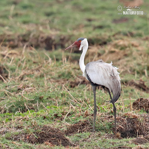 Jeřáb bradavičnatý (Grus carunculata)