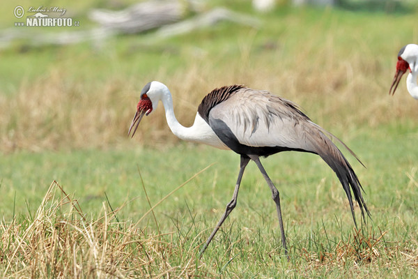 Jeřáb bradavičnatý (Grus carunculata)