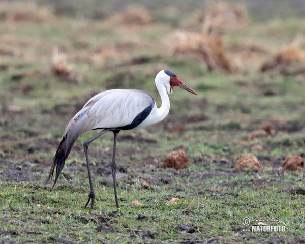 Jeřáb bradavičnatý (Grus carunculata)