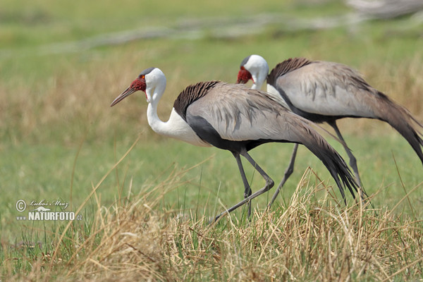 Jeřáb bradavičnatý (Grus carunculata)