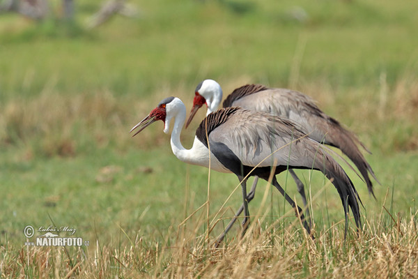 Jeřáb bradavičnatý (Grus carunculata)