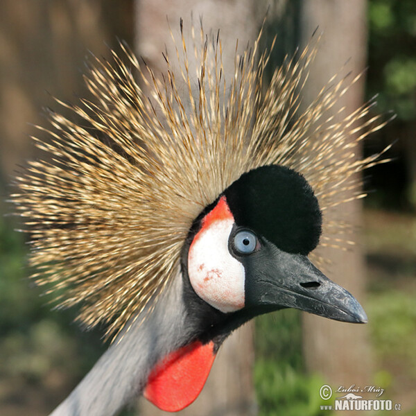 Jeřáb královský (Balearica regulorum)