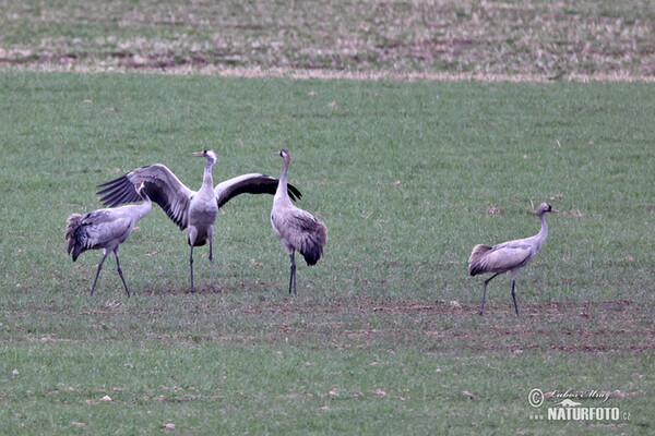 Jeřáb popelavý (Grus grus)