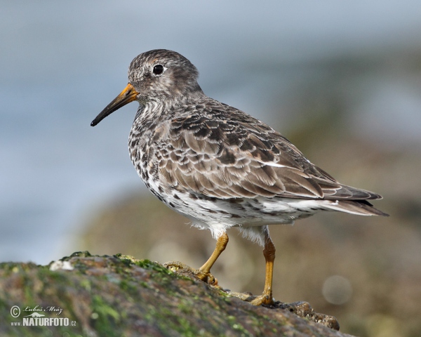 Jespák mořský (Calidris maritima)