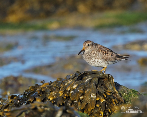 Jespák mořský (Calidris maritima)