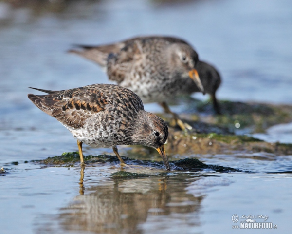 Jespák mořský (Calidris maritima)