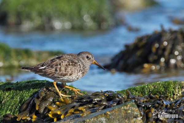 Jespák mořský (Calidris maritima)