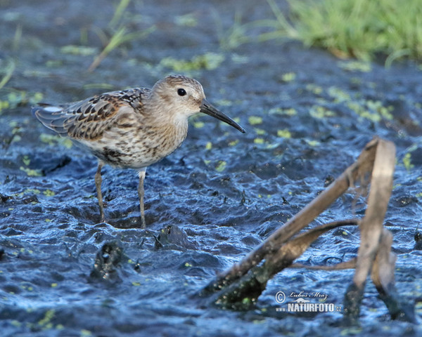 Jespák obecný (Calidris alpina)