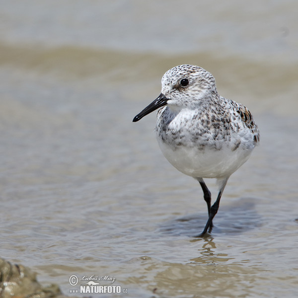 Jespák písečný (Calidris alba)