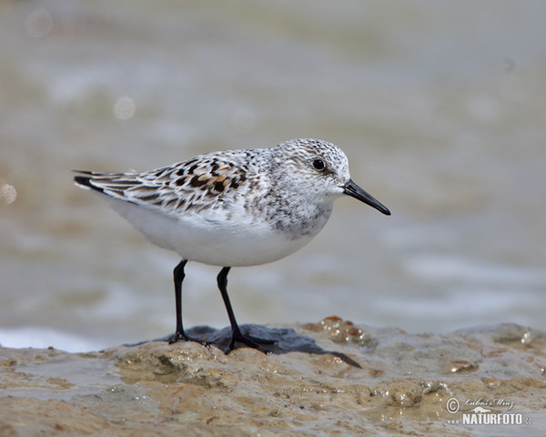 Jespák písečný (Calidris alba)