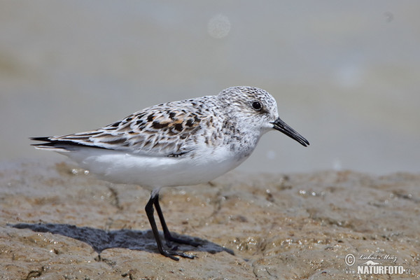 Jespák písečný (Calidris alba)