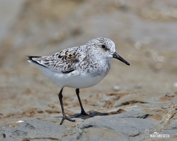 Jespák písečný (Calidris alba)