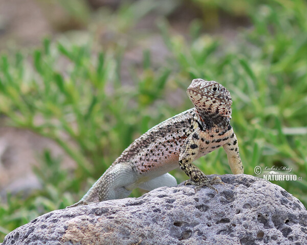 Ještěrka lávová (Microlophus albemarlensis)