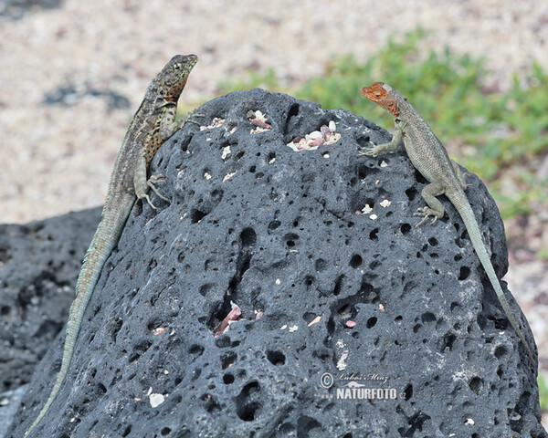 Ještěrka lávová (Microlophus albemarlensis)