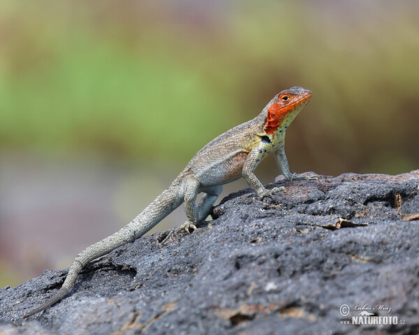 Ještěrka lávová (Microlophus albemarlensis)