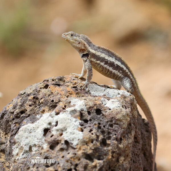 Ještěrka lávová (Microlophus albemarlensis)