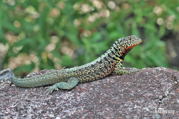 Ještěrka lávová (Microlophus albemarlensis)