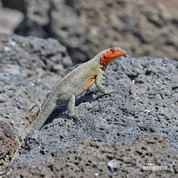 Ještěrka lávová (Microlophus albemarlensis)