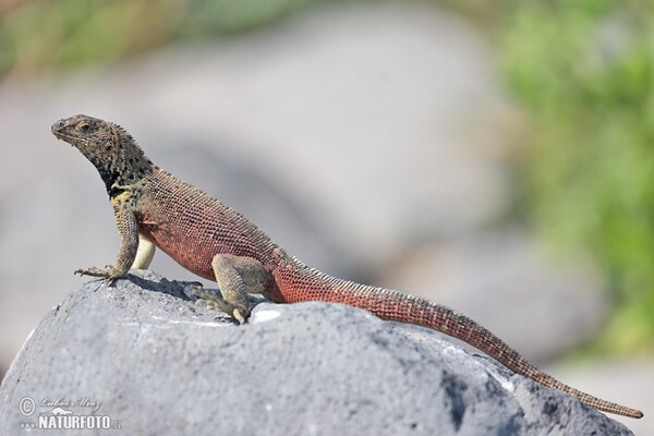 Ještěrka lávová (Microlophus albemarlensis)