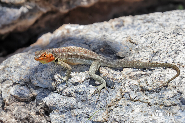 Ještěrka lávová (Microlophus albemarlensis)