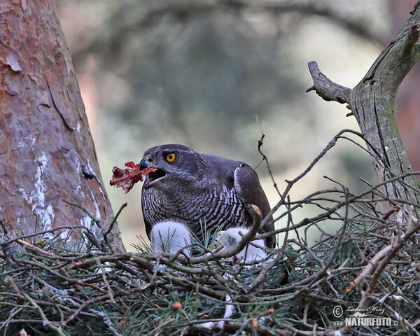 Jestřáb lesní (Accipiter gentilis)