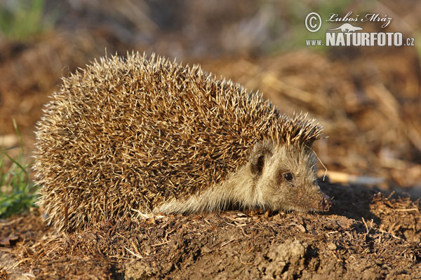 Jež bledý (Erinaceus roumanicus)