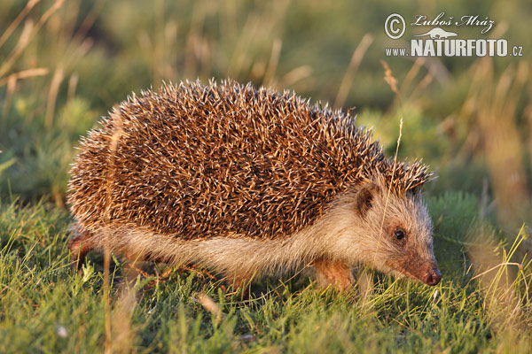 Jež bledý (Erinaceus roumanicus)