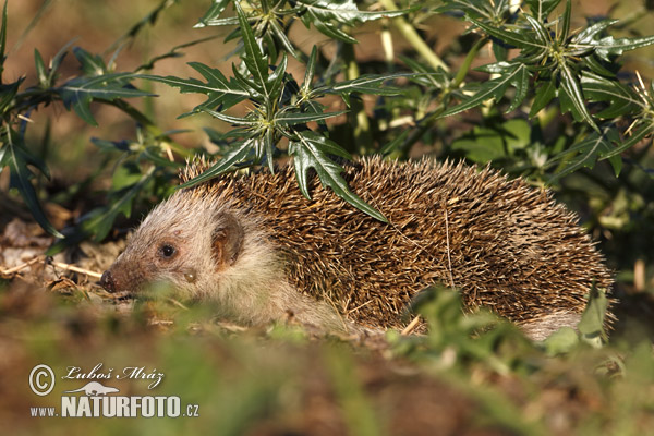 Jež bledý (Erinaceus roumanicus)