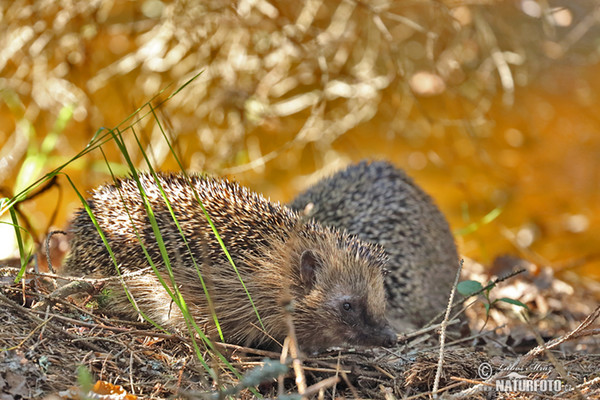 Jež západourópský bledý (Erinaceus europaeus)