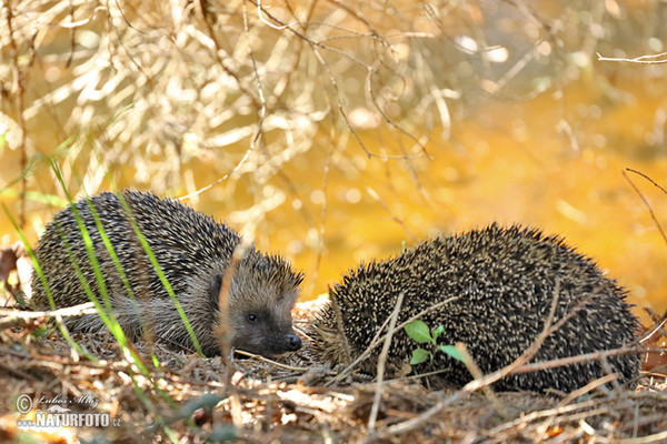 Jež západourópský bledý (Erinaceus europaeus)