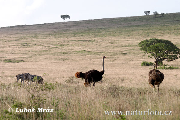 Južná Afrika (ZA)