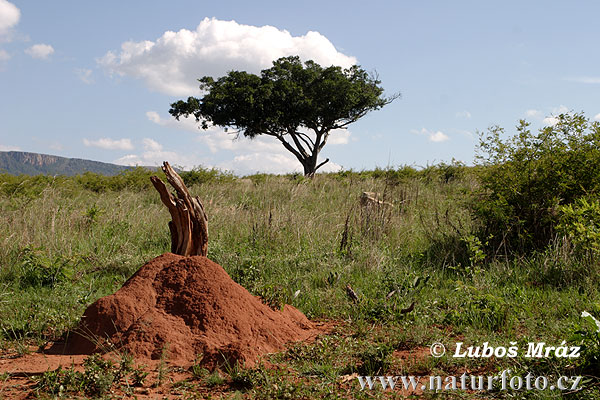 Južná Afrika (ZA)