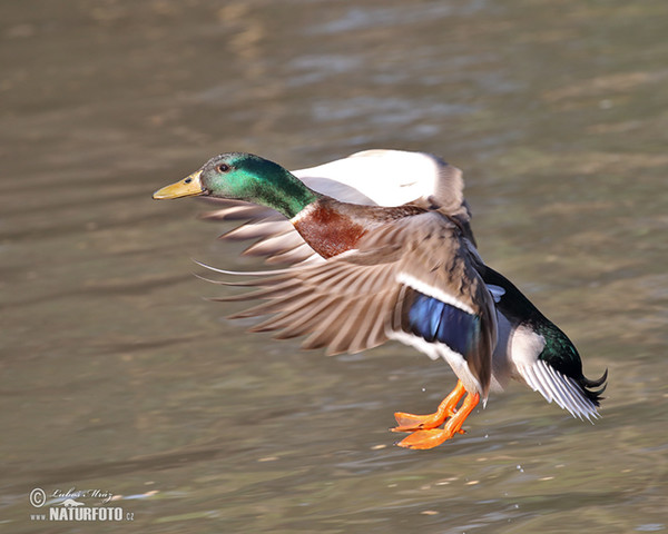 Kachna divoká (Anas platyrhynchos)