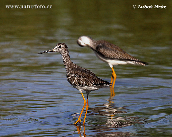 Kalužiak jarabý (Tringa melanoleuca)